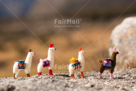 Fair Trade Photo Activity, Animals, Colour image, Colourful, Day, Flower, Friendship, Group, Holiday, Horizontal, Llama, Mountain, Multi-coloured, Nature, Outdoor, Peru, Seasons, South America, Stone, Summer, Team, Together, Toy, Travel, Travelling, Walking, Winter