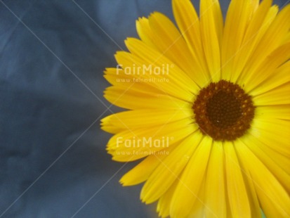 Fair Trade Photo Closeup, Colour image, Day, Flower, Horizontal, Outdoor, Peru, South America, Yellow