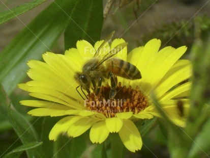 Fair Trade Photo Animals, Bee, Colour image, Day, Flower, Garden, Green, Horizontal, Insect, Nature, Outdoor, Peru, Seasons, South America, Spring, Summer, Sustainability, Values, Yellow