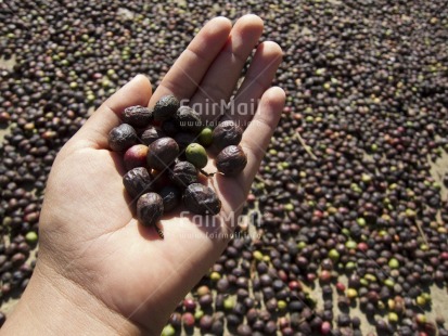 Fair Trade Photo Agriculture, Coffee, Colour image, Day, Focus on foreground, Food and alimentation, Hand, Harvest, Holding, Horizontal, Outdoor, People, Peru, Rural, South America