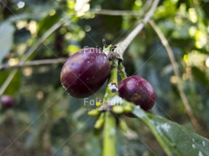 Fair Trade Photo Agriculture, Closeup, Coffee, Colour image, Day, Focus on foreground, Food and alimentation, Forest, Horizontal, Outdoor, Peru, South America, Tree