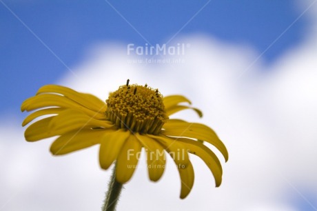Fair Trade Photo Closeup, Clouds, Colour image, Flower, Focus on foreground, Horizontal, Low angle view, Nature, Peru, Sky, South America, Yellow