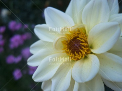 Fair Trade Photo Closeup, Condolence-Sympathy, Europe, Flower, Horizontal, White, Yellow