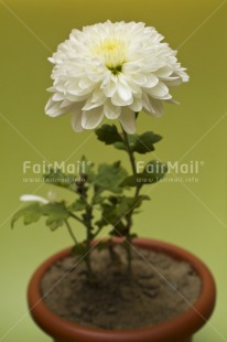 Fair Trade Photo Closeup, Colour image, Flower, Green, Indoor, Low angle view, Peru, South America, Studio, Vertical, White