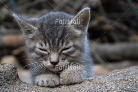 Fair Trade Photo Animals, Cat, Closeup, Colour image, Cute, Horizontal, Kitten, Peru, Relax, South America