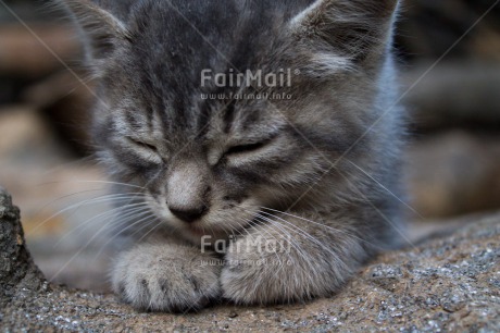Fair Trade Photo Animals, Cat, Closeup, Colour image, Cute, Horizontal, Kitten, Peru, Relax, South America