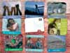 Card Collection