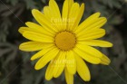 Photo PDTJ-1558