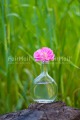 Photo PPLL-2415