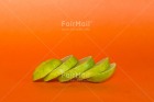 Photo PJFA-0396