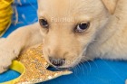 Photo PEOS-0635