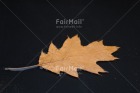 Foto PJLD-0008