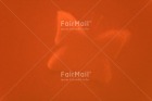 Photo PMCA-0465
