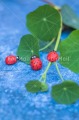 Foto PJLD-0178
