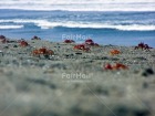 Photo PIVV-0001