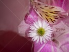 Photo PYLS-0793