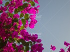 Photo PDNS-0085