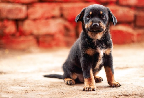 Fair Trade Photo Greeting Card 