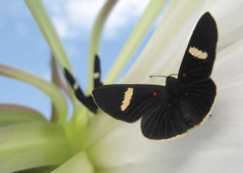 Fair Trade Photo Greeting Card Activity, Animals, Artistique, Black, Blue, Butterfly, Colour image, Condolence-Sympathy, Flower, Flying, Horizontal, Insect, Nature, Peru, Plant, Sky, South America