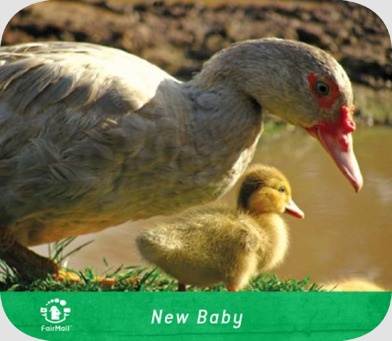 Fair Trade Photo Greeting Card Animals, Baby, Birth, Care, Caring, Colour image, Day, Duck, Horizontal, Mother, New baby, One baby, Outdoor, Peru, Responsibility, South America, Trust, Wildlife