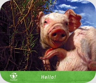 Fair Trade Photo Greeting Card Activity, Animals, Colour image, Friendship, Funny, Grass, Horizontal, Looking at camera, Peru, Pig, Sky, South America, Together