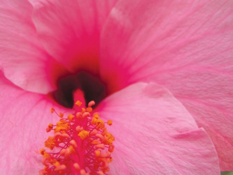 Fair Trade Photo Greeting Card Closeup, Colour image, Flower, Horizontal, Nature, Peru, Pink, South America, Summer