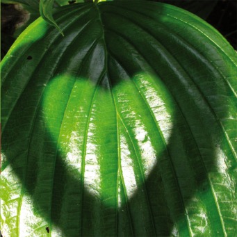 Fair Trade Photo Greeting Card Colour image, Heart, Leaf, Light, Love, Nature, Peru, Plant, Shadow, South America, Summer, Sun, Valentines day, Vertical