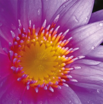 Fair Trade Photo Greeting Card Closeup, Colour image, Flower, Horizontal, Nature, Peru, Purple, South America, Yellow