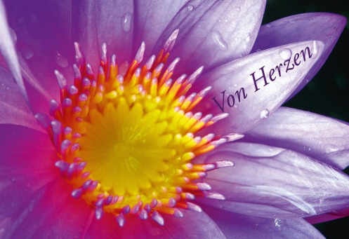 Fair Trade Photo Greeting Card Closeup, Colour image, Flower, Horizontal, Nature, Peru, Purple, South America, Yellow