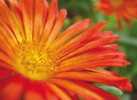 Fair Trade Photo Greeting Card Closeup, Colour image, Condolence-Sympathy, Flower, Food and alimentation, Fruits, Horizontal, Nature, Orange, Outdoor, Peru, South America