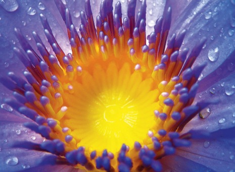 Fair Trade Photo Greeting Card Closeup, Colour image, Day, Flower, Horizontal, Nature, Outdoor, Peru, Purple, South America, Water, Waterdrop, Yellow