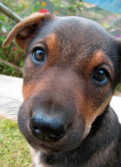 Fair Trade Photo Greeting Card Activity, Animals, Closeup, Colour image, Cute, Day, Dog, Friendship, Get well soon, Health, Looking at camera, Love, Nature, Outdoor, Peru, Sorry, South America, Streetlife, Thank you, Thinking of you, Vertical