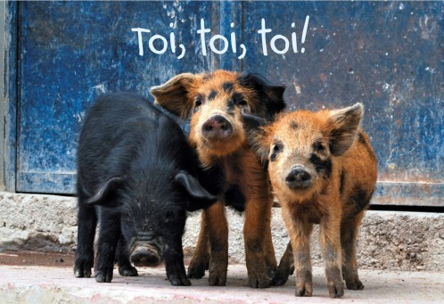 Fair Trade Photo Greeting Card Animals, Friendship, Pig