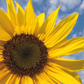 Fair Trade Photo Greeting Card Closeup, Clouds, Colour image, Day, Flower, Horizontal, Outdoor, Peru, Seasons, Sky, South America, Spring, Summer, Sunflower, Yellow