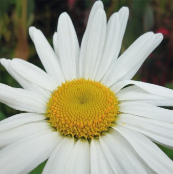 Fair Trade Photo Greeting Card Colour image, Flower, Horizontal, Nature, Peru, South America, White, Yellow