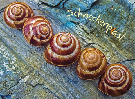 Fair Trade Photo Greeting Card Asia, Closeup, Colour image, Horizontal, India, Nature, Shell, Stone, Wellness