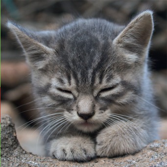 Fair Trade Photo Greeting Card Animals, Cat, Closeup, Colour image, Cute, Horizontal, Kitten, Peru, Relax, South America