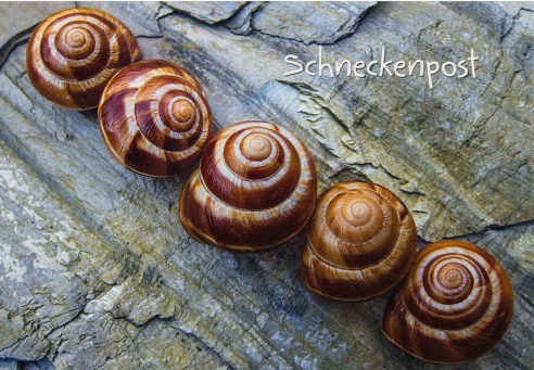 Fair Trade Photo Greeting Card Asia, Closeup, Colour image, Horizontal, India, Nature, Shell, Stone, Wellness