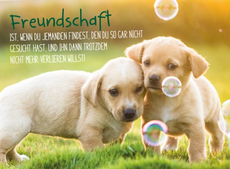 Fair Trade Photo Greeting Card Animals, Colour image, Cute, Dog, Horizontal, Peru, Puppy, Soapbubble, South America