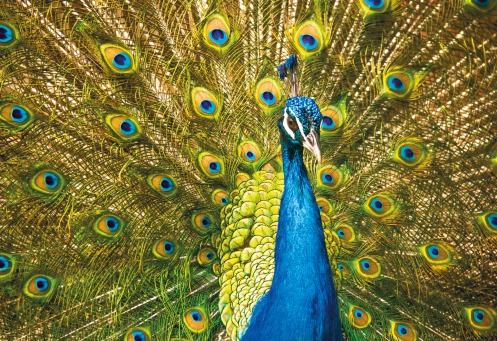 Fair Trade Photo Greeting Card Animals, Bird, Colour image, Colourful, Horizontal, Peacock, Peru, Pride, South America, Well done