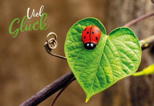 Fair Trade Photo Greeting Card Colour image, Good luck, Green, Horizontal, Ladybug, Leaf, Peru, Red, South America