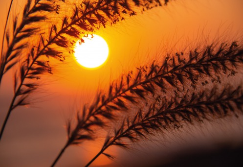 Fair Trade Photo Greeting Card Colour image, Condolence-Sympathy, Horizontal, Peru, South America, Sunset, Wheat