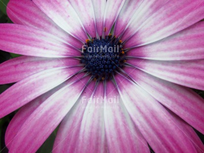 Fair Trade Photo Closeup, Colour image, Flower, Horizontal, Mothers day, Peru, Pink, Shooting style, South America