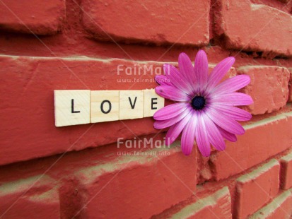 Fair Trade Photo Colour image, Flower, Horizontal, Letter, Love, Peru, South America, Valentines day