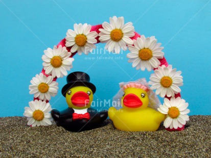 Fair Trade Photo Animals, Colour image, Cute, Duck, Flower, Horizontal, Love, Marriage, Peru, South America, Wedding