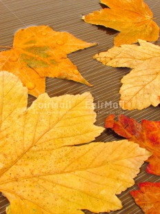 Fair Trade Photo Autumn, Colour image, Condolence-Sympathy, Drop, Emotions, Food and alimentation, Fruits, Leaf, Loneliness, Multi-coloured, Natural resources, Nature, Orange, Peru, Red, Sadness, Seasons, Silence, South America, Vertical, Water, Yellow