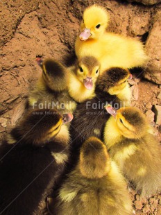 Fair Trade Photo Animals, Baby, Colour image, Cute, Duck, Friendship, Group, Outdoor, People, Peru, South America, Together, Vertical, Yellow