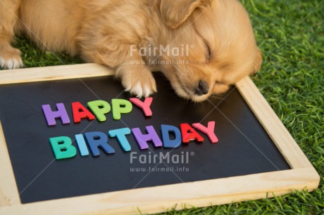 Fair Trade Photo Activity, Animals, Birthday, Blackboard, Colour image, Colourful, Cute, Dog, Horizontal, Letters, Lying, Multi-coloured, Peru, Puppy, Sleeping, South America, Text
