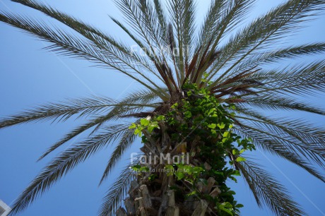 Fair Trade Photo Colour image, Holiday, Horizontal, Low angle view, Palmtree, Peru, Sky, South America, Summer, Tree