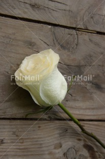 Fair Trade Photo Closeup, Colour image, Love, Marriage, Mothers day, Peru, Pink, Shooting style, South America, Thank you, Vertical, Wedding, White, Wood